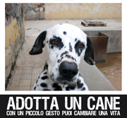 Adotta un cane